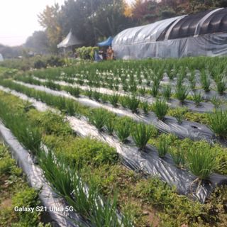 이천산수유님의 11월 농사 계획 공유하기 · 참여글 작성글 사진