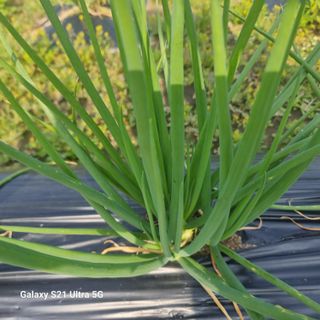 이천산수유님의 11월 농사 계획 공유하기 · 참여글 작성글 사진