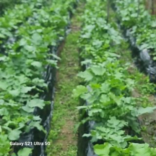 이천산수유님의 11월 농사 계획 공유하기 · 참여글 작성글 사진