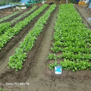 이천산수유님의 11월 농사 계획 공유하기 · 참여글 작성글 사진