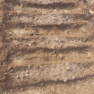 삼성농산님의 마늘 · 파종작업 작성글 사진