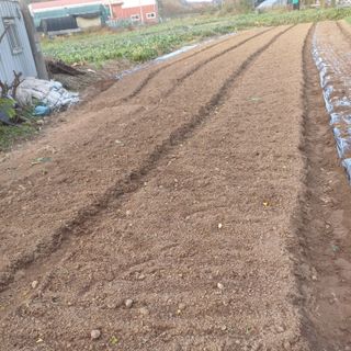 삼성농산님의 마늘 · 파종작업 작성글 사진