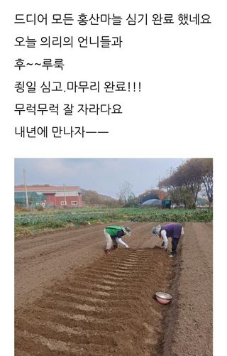 삼성농산님의 마늘 · 파종작업 작성글 사진