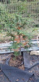 팜모닝 옥수수·영농일지 게시글 이미지