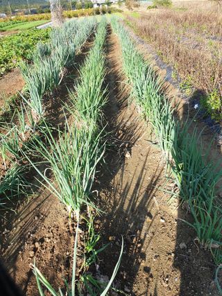 도시부부농부님의 파 · 영농일지 작성글 사진