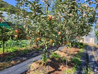 권동현님의 사과 · 영농일지 작성글 사진