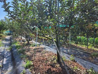 권동현님의 사과 · 영농일지 작성글 사진