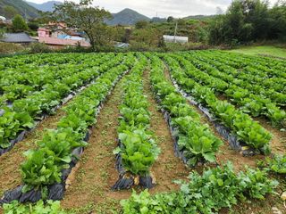 규봉님의 배추 · 영농일지 작성글 사진