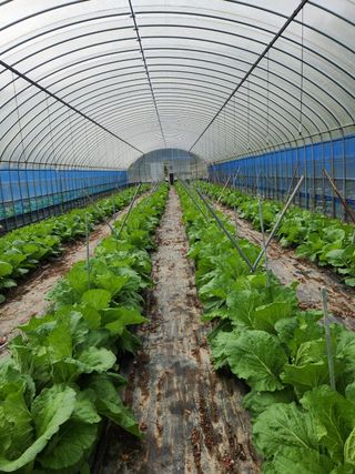 규봉님의 배추 · 영농일지 작성글 사진