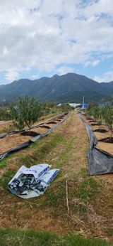 팜모닝 복숭아·영농일지 게시글 이미지