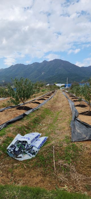 한재골님의 복숭아 · 영농일지 작성글 사진