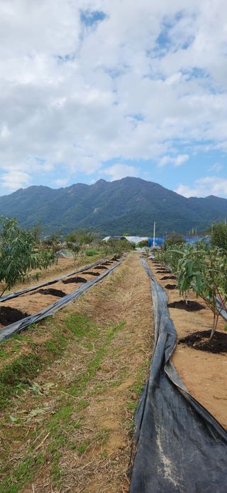 한재골님의 복숭아 · 영농일지 작성글 사진