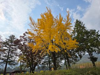 조정숙(1955)님의 자유주제 · 자유게시판 작성글 사진
