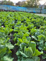 팜모닝 자유주제·자유게시판 게시글 이미지