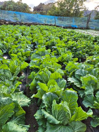 양배추16966님의 자유주제 · 자유게시판 작성글 사진