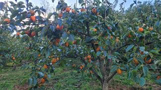 다온아띠농원 장현호님의 자유주제 · 자유게시판 작성글 사진