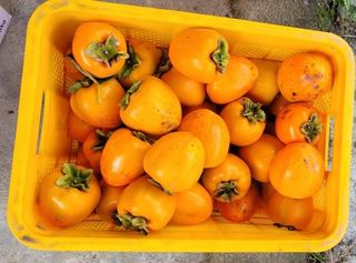 다온아띠농원 장현호님의 자유주제 · 자유게시판 작성글 사진