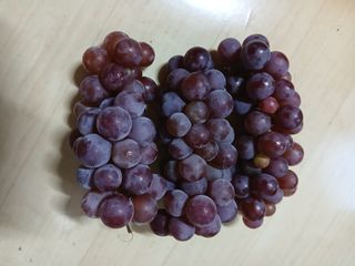 인생은 소풍처럼~님의 농사, 무엇이든 물어보세요! · 참여글 작성글 사진