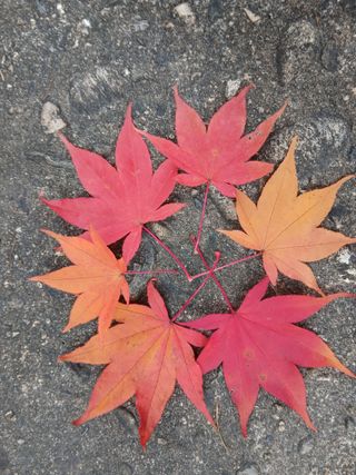 인생은 소풍처럼~님의 농사, 무엇이든 물어보세요! · 참여글 작성글 사진
