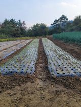 팜모닝 양파·영농일지 게시글 이미지