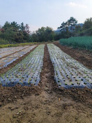 윤병주님의 양파 · 영농일지 작성글 사진