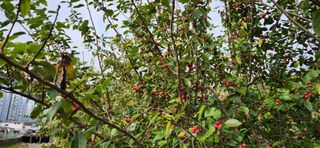 통영바닷가님의 기타작물 · 영농일지 작성글 사진