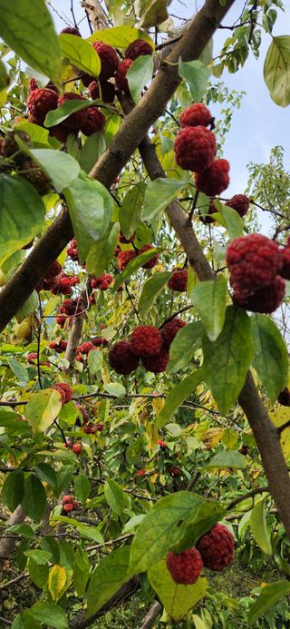 통영바닷가님의 기타작물 · 영농일지 작성글 사진