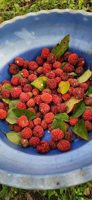 통영바닷가님의 기타작물 · 영농일지 작성글 사진