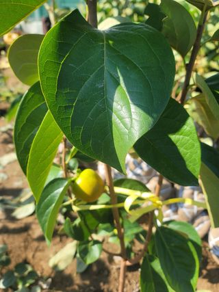 일심묘목농원님의 자유주제 · 자유게시판 작성글 사진