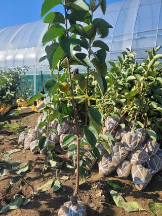 일심묘목농원님의 자유주제 · 자유게시판 작성글 사진