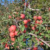 팜모닝 사과·영농일지 게시글 이미지