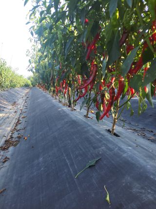 김종옥님의 작성글 사진