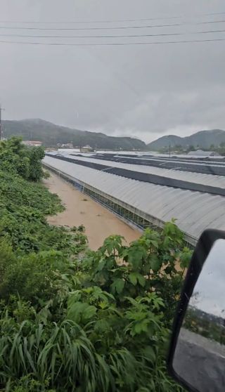 자두16831님의 시금치 · 영농일지 작성글 사진