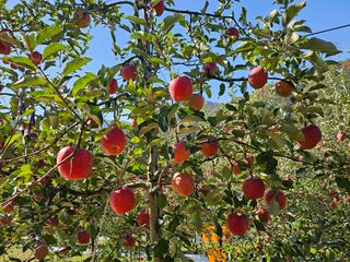 하늘아래사과나무님의 사과 · 영농일지 작성글 사진