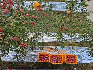 하늘아래사과나무님의 사과 · 영농일지 작성글 사진