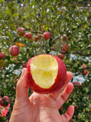 하늘아래사과나무님의 사과 · 영농일지 작성글 사진