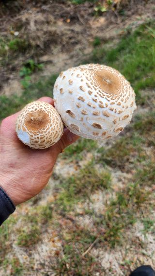 김진왕님의 자유주제 · 자유게시판 작성글 사진