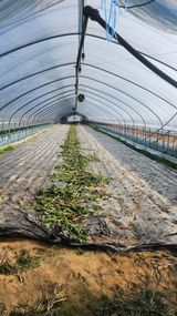 팜모닝 상추·영농일지 게시글 이미지