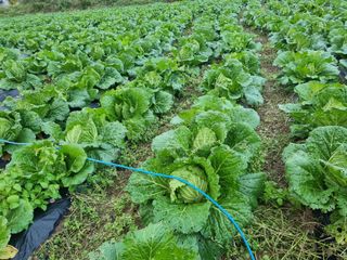 진여화 농원님의 배추 · 영농일지 작성글 사진