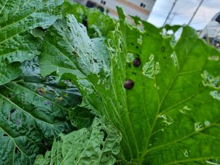 진여화 농원님의 배추 · 영농일지 작성글 사진