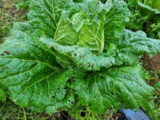 진여화 농원님의 배추 · 영농일지 작성글 사진