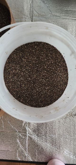 홍새싹님의 들깨 · 영농일지 작성글 사진