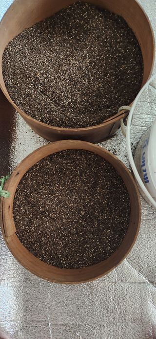 홍새싹님의 들깨 · 영농일지 작성글 사진