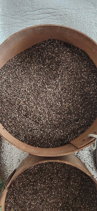 홍새싹님의 들깨 · 영농일지 작성글 사진