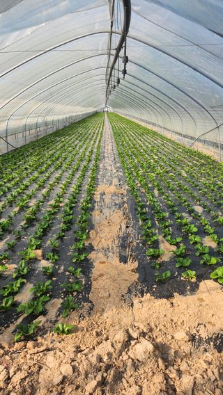 자두16831님의 상추 · 영농일지 작성글 사진