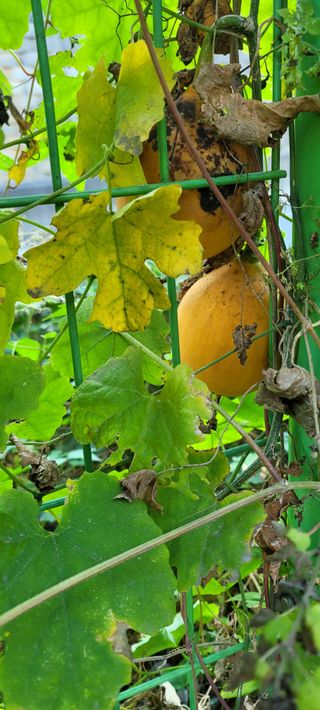 살구15128님의 자유주제 · 자유게시판 작성글 사진