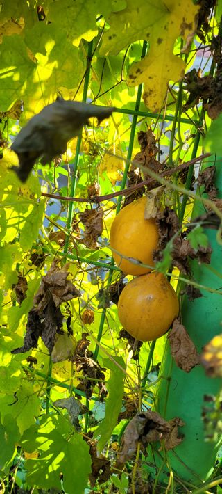 살구15128님의 자유주제 · 자유게시판 작성글 사진