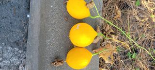 살구15128님의 자유주제 · 자유게시판 작성글 사진