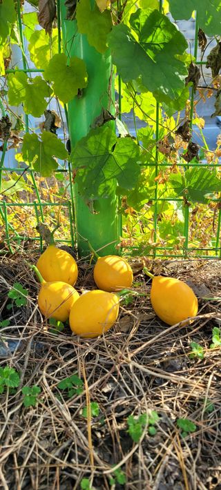 살구15128님의 자유주제 · 자유게시판 작성글 사진