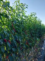 팜모닝 고추·영농일지 게시글 이미지